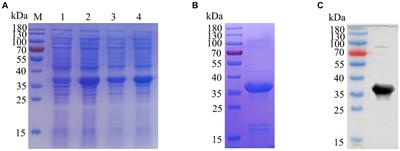 Identification of two novel linear epitopes on the E165R protein of African swine fever virus recognized by monoclonal antibodies